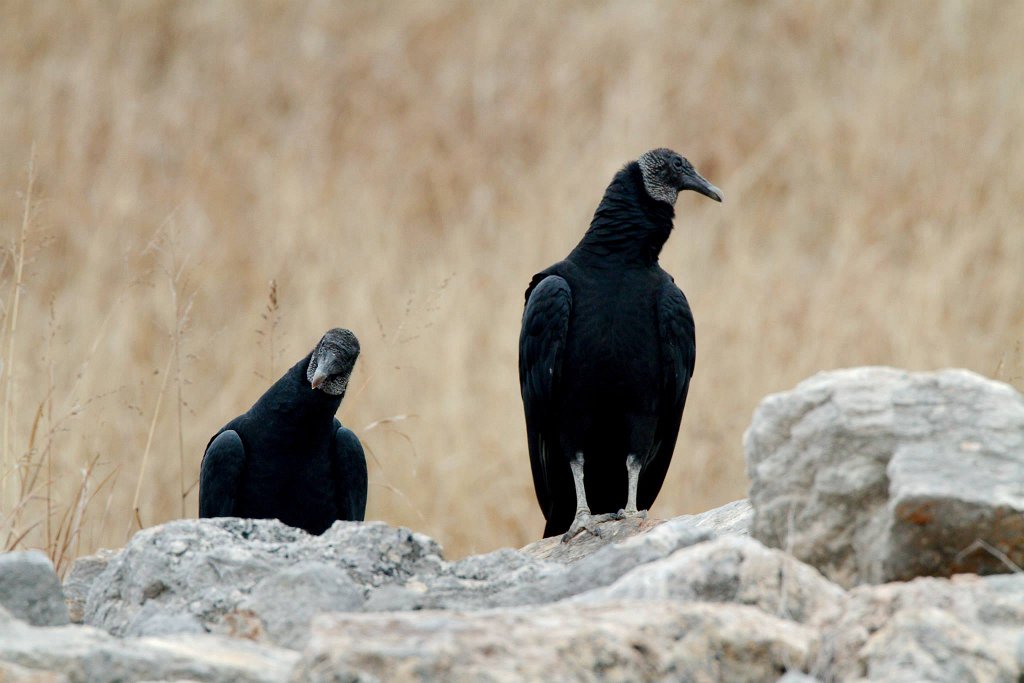 Black Vultures.jpg - Black Vultures photographed by Sabrina Nicholson